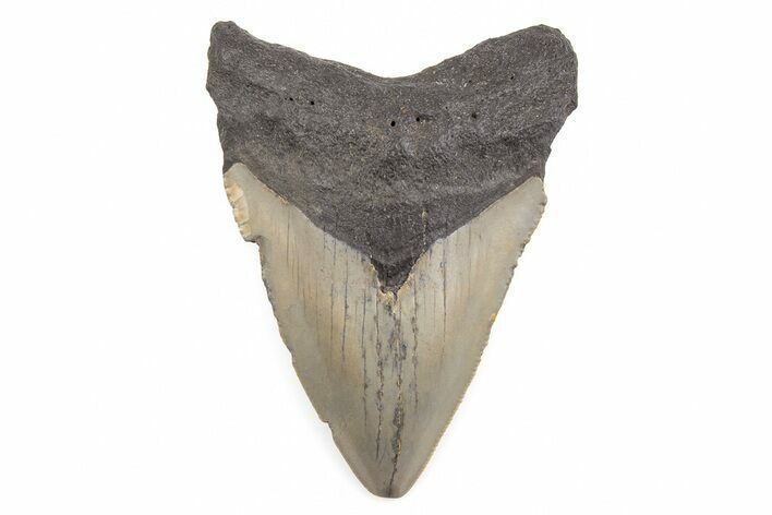 Serrated, Juvenile Megalodon Tooth - North Carolina #196029